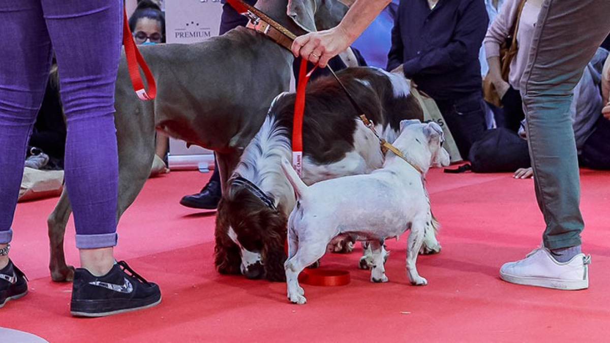 Illustration : "Le Paris Animal Show s’apprête à vivre sa 5e édition avec une grande nouveauté : le show adoption"