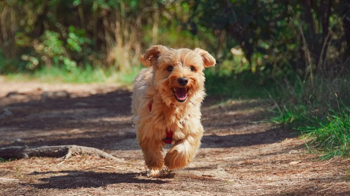 Illustration : "Coincé une journée dans un terrier, un chien regagne tout seul son domicile !"