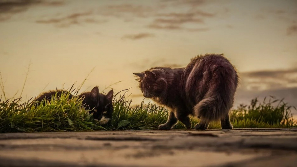 Illustration : "Dans une commune du cher, les habitants s'unissent et signent contre l'euthanasie d'une trentaine de chats !"