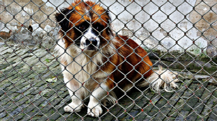 Illustration : Une pétition adressée au Gouvernement pour réclamer des mesures concrètes contre la maltraitance animale