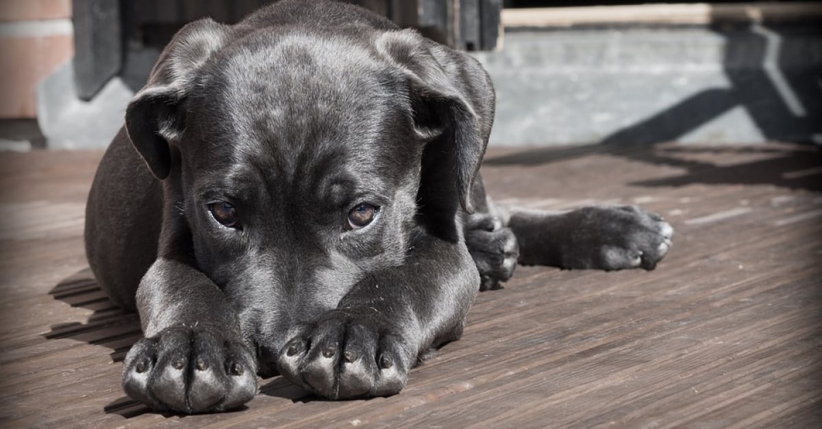 Un Chien Hospitalise Apres Avoir Ete Jete Du 3e Etage D Un Immeuble A Quimper Un Chien Hospitalise Apres Avoir Ete Jete Du 3e Etage D Un Immeuble A Quimper