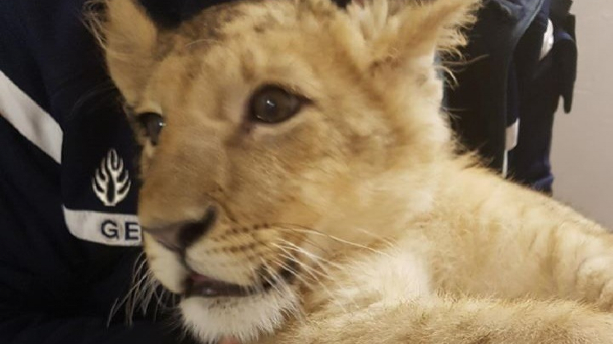 Illustration : "Alors qu'elle promenait son chien, une jeune femme se retrouve face à un… jeune lion !"