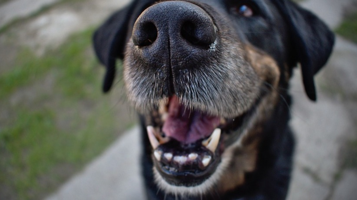 Illustration : "5 faits intéressants à propos des dents de votre chien"