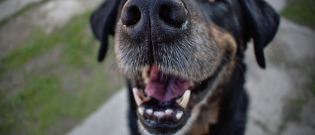 Illustration : "5 faits intéressants à propos des dents de votre chien"