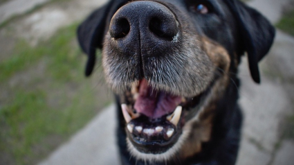 Illustration : 5 faits intéressants à propos des dents de votre chien