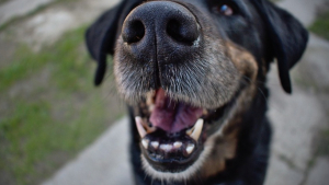Illustration : 5 faits intéressants à propos des dents de votre chien
