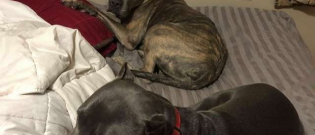 Illustration : "Ces chiens dont personne ne voulait ont sauvé la vie de leur propriétaire"