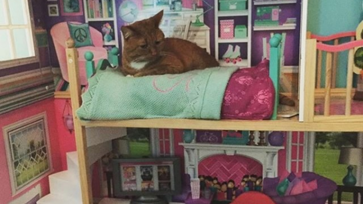14 photos hilarantes de chats dans des maisons de poupées
