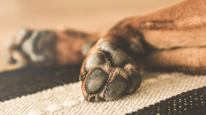 Illustration : 4 chiens morts découverts par la SPA dans une maison des Hautes-Pyrénées