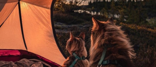 Illustration : "16 chats et chiens qui vivent de belles aventures en pleine nature"