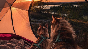 Illustration : "16 chats et chiens qui vivent de belles aventures en pleine nature"