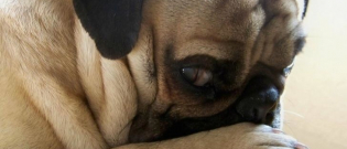 Illustration : "20 chiens et chats trop timides pour être pris en photo"