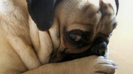 Illustration : 20 chiens et chats trop timides pour être pris en photo