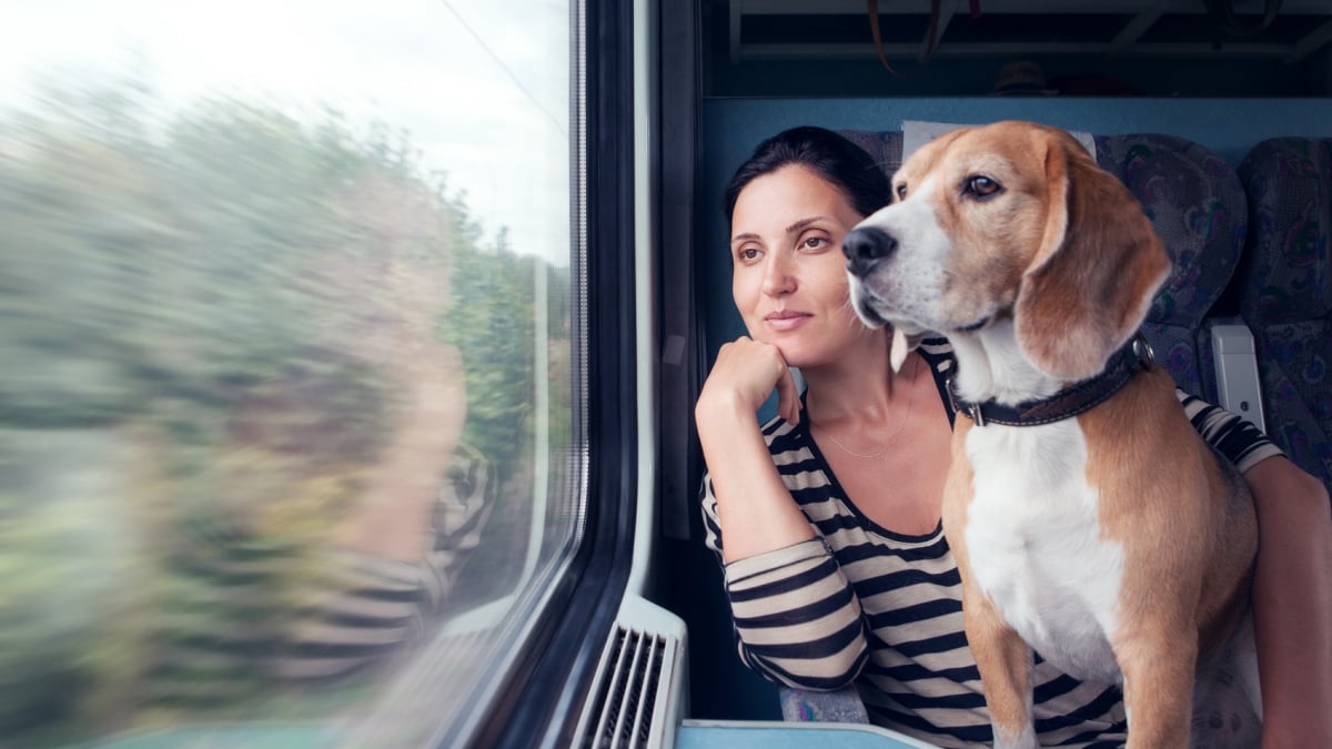 Illustration : "Chats et chiens autorisés dans les transports en commun toulousains ? C’est la proposition du Parti Animaliste, candidat aux municipales"