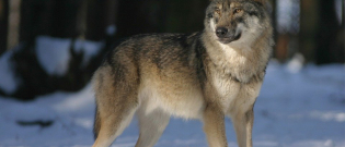 Illustration : "Une meute de 3 loups encercle une voiture et chasse un homme obligé de grimper aux arbres "