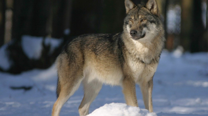 Illustration : Une meute de 3 loups encercle une voiture et chasse un homme obligé de grimper aux arbres 