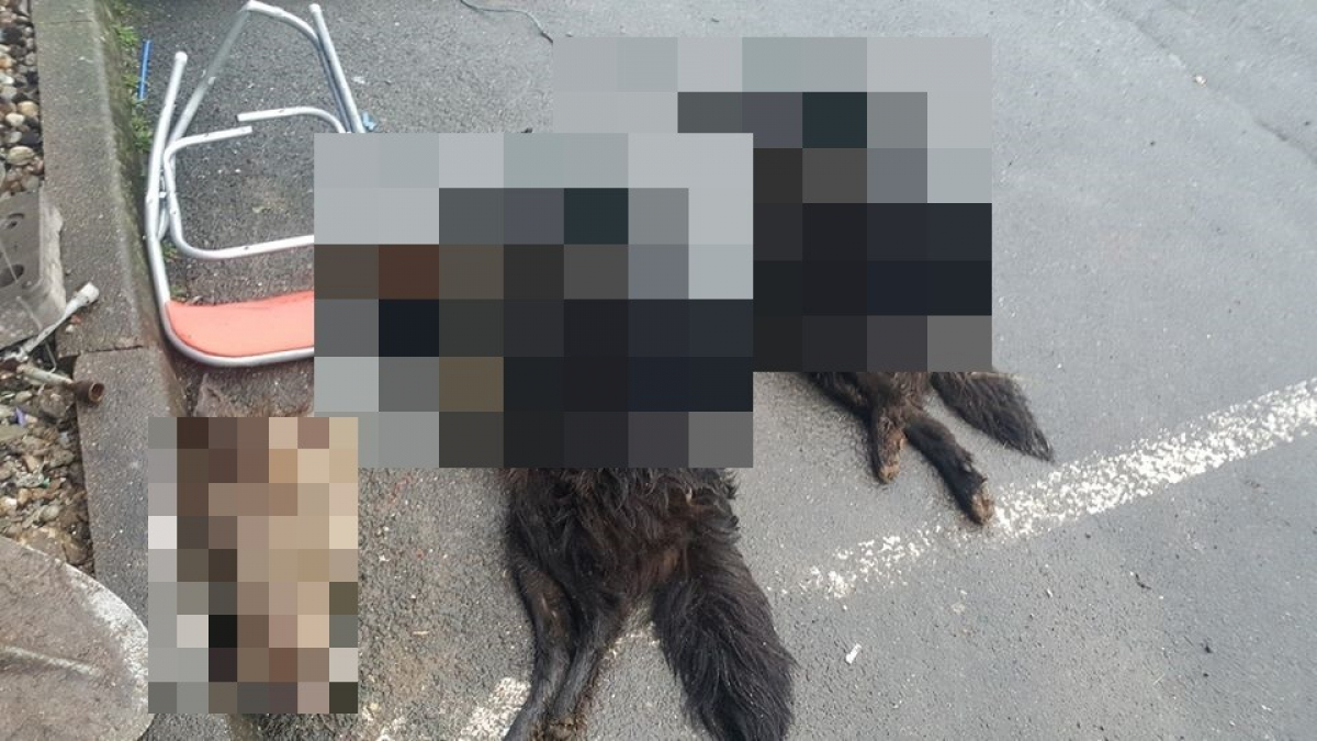 Illustration : "2 cadavres de chiens et une tête de gibier découverts dans un sac en Moselle"