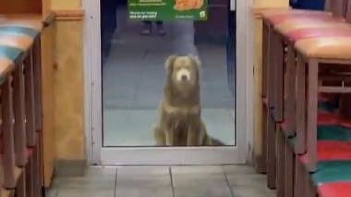 Illustration : "Tous les soirs, cette chienne se présente devant un fast-food, sachant qu’on l’y accueillera généreusement"