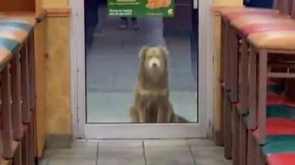 Illustration : Tous les soirs, cette chienne se présente devant un fast-food, sachant qu’on l’y accueillera généreusement