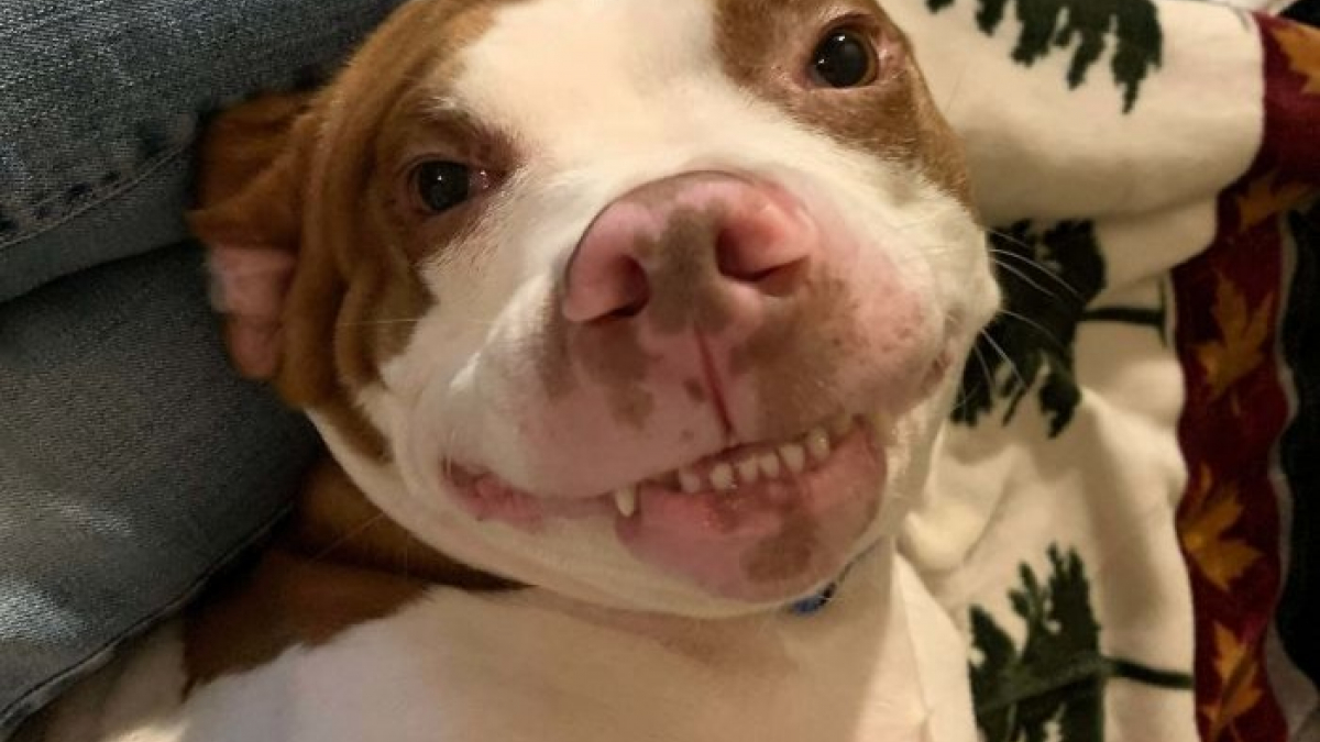 Illustration : "Toutes dents dehors, ces 18 chiens vous offrent leurs plus beaux sourires "
