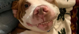 Illustration : "Toutes dents dehors, ces 18 chiens vous offrent leurs plus beaux sourires "