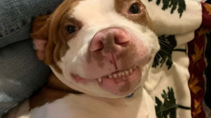 Illustration : Toutes dents dehors, ces 18 chiens vous offrent leurs plus beaux sourires 
