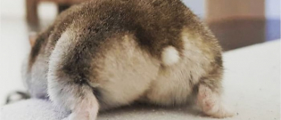 Illustration : "17 photos de postérieurs de hamsters qui ne manqueront pas de vous faire sourire"
