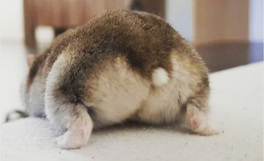 Illustration : "17 photos de postérieurs de hamsters qui ne manqueront pas de vous faire sourire"