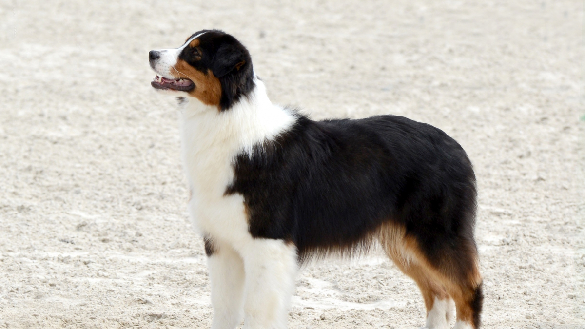 Illustration : "Race de chien préférée des Français : le Berger Australien conserve sa 1ère place en 2019"