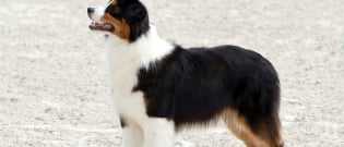 Illustration : "Race de chien préférée des Français : le Berger Australien conserve sa 1ère place en 2019"