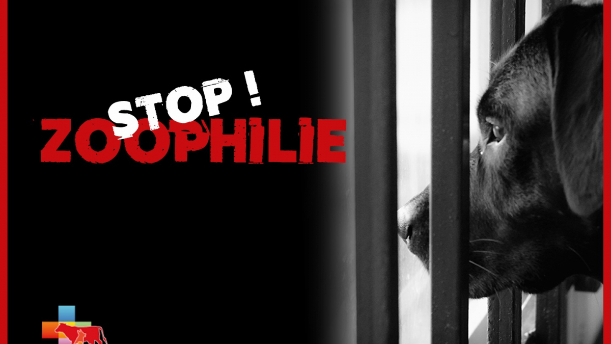 Illustration : "Une association réclame un durcissement de la législation contre la zoophilie pour protéger les animaux des sévices sexuels"