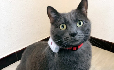 Illustration : "Collier GPS pour chat Weenect Cats 2 : Woopets a testé pour vous !"