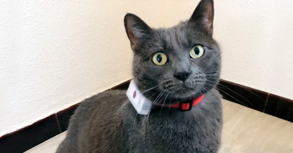 Collier Gps Pour Chat Weenect Cats 2 Woopets A Teste Pour Vous