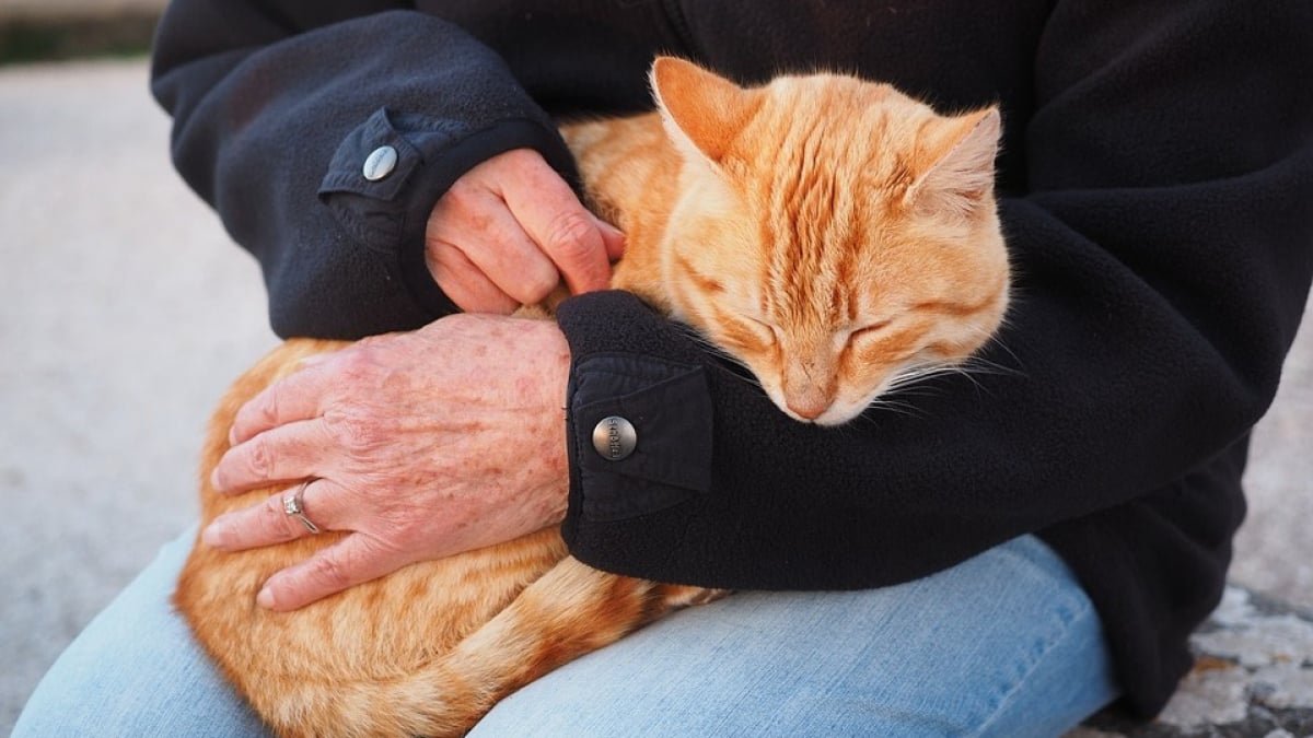 Illustration : "Noyer votre chat sous les caresses, c’est l’énerver à coup sûr !"