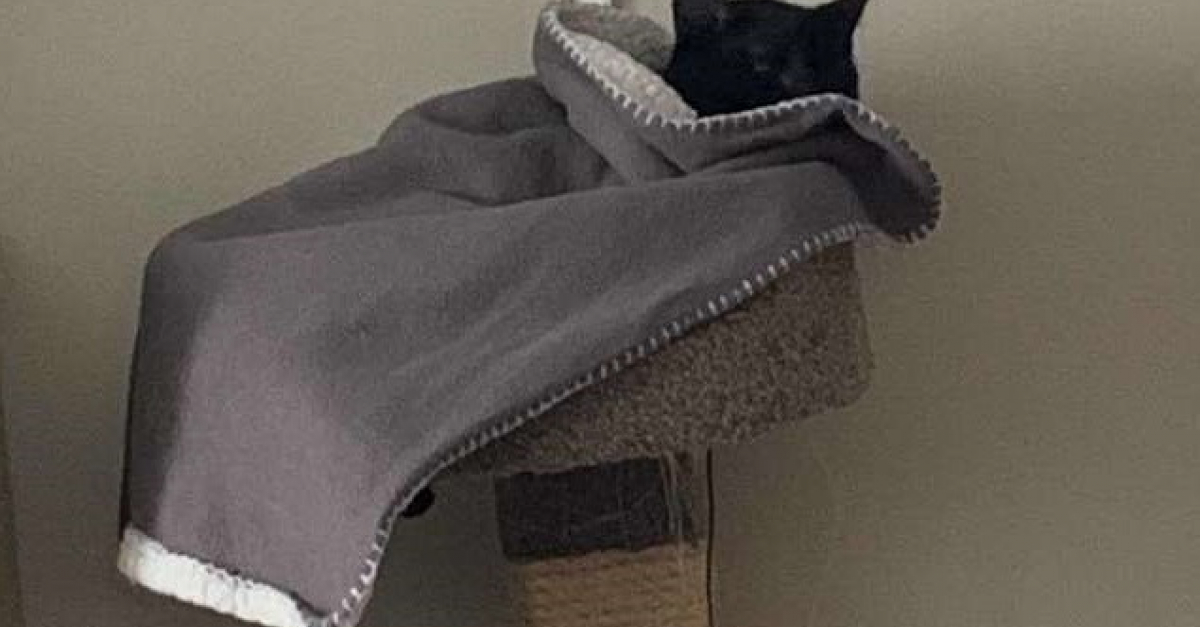 Depuis Son Sauvetage Ce Chat Ne Quitterait Pour Rien Au Monde La Couverture Qu Il A Eu Bebe Depuis Son Sauvetage Ce Chat Ne Quitterait Pour Rien Au Monde La Couverture Qu Il A Eu Bebe