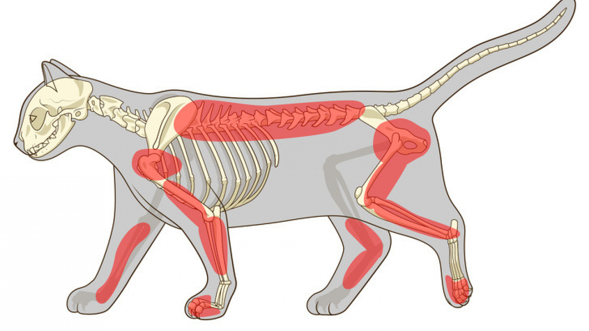 Illustration : "6 raisons de ne jamais dégriffer son chat !"