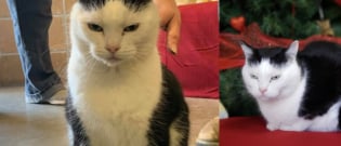 Illustration : "Qui veut adopter le pire chat au monde ? L’annonce pleine d’humour d’un refuge américain est devenue virale"