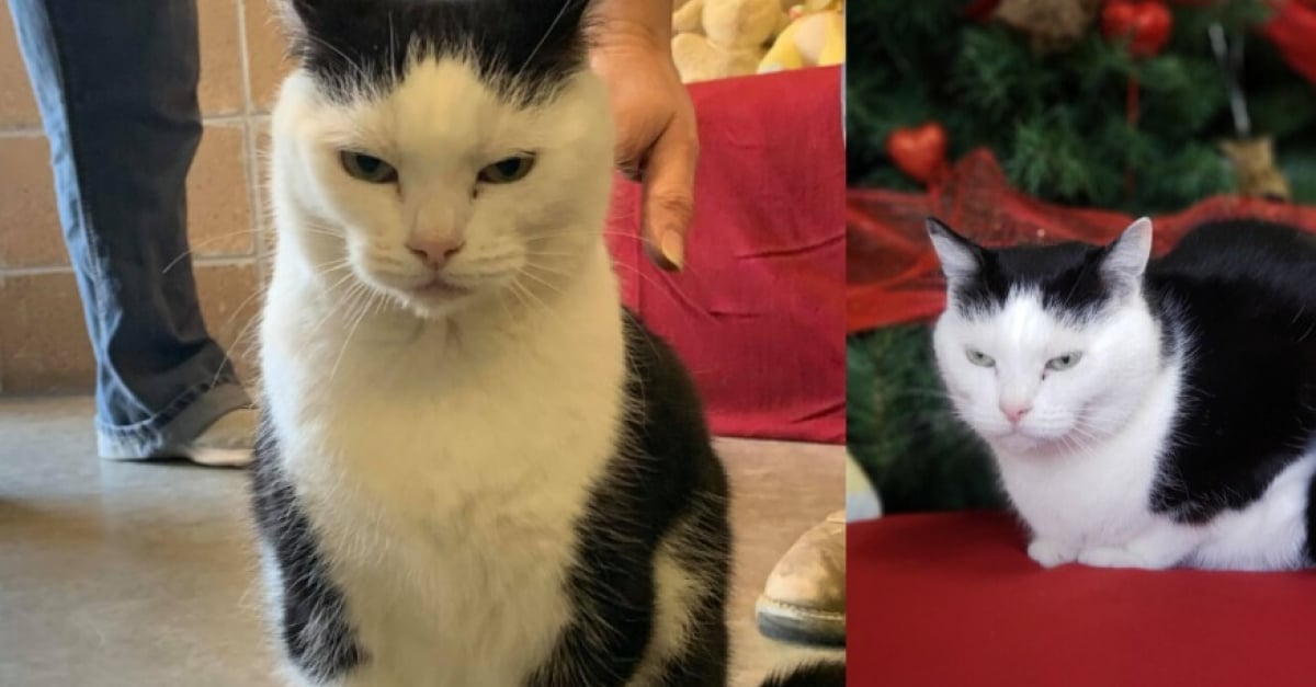 Qui Veut Adopter Le Pire Chat Au Monde L Annonce Pleine D Humour D Un Refuge Americain Est Devenue Virale Qui Veut Adopter Le Pire Chat Au Monde L Annonce Pleine D Humour D Un Refuge Americain Est Devenue Virale