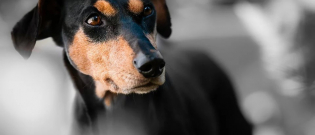 Illustration : "Une femme retrouvée morte, ses chiens avaient commencé à lui manger le visage"