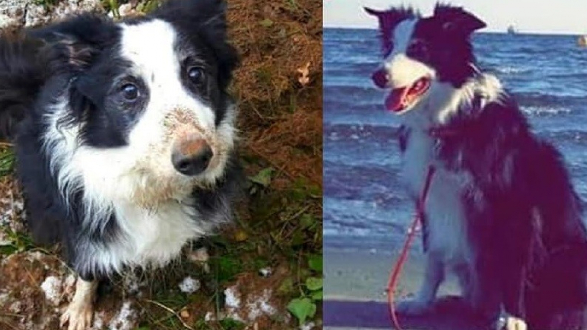 Illustration : "Son chien a disparu depuis 1 an à 400 km de chez elle, mais la maîtresse garde espoir et lance un appel à témoins"