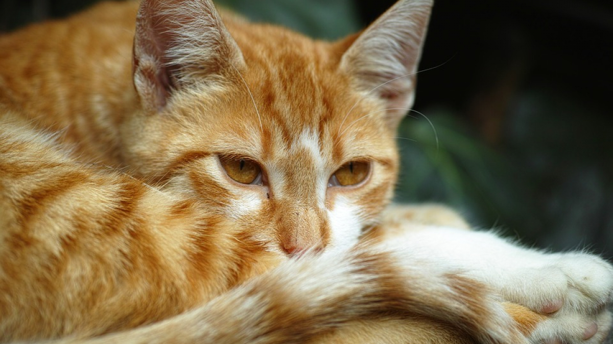 Illustration : "Le ministre de l’Agriculture souhaite mettre en place une amende contre les propriétaires de chats non identifiés"
