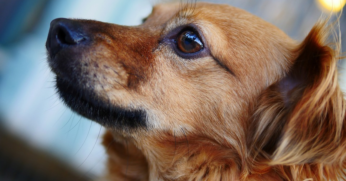 Un chien sauvé par les passants alors qu'il était pendu
