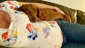 Illustration : 14 chiens et chats qui ont compris que leur maîtresse attendait un bébé