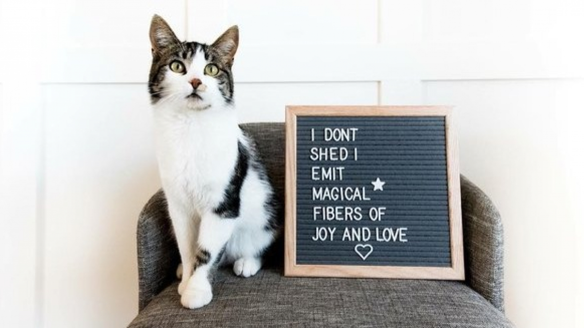Illustration : "16 chats et chiens accompagnés d’amusants messages les concernant sur planches de lettres "