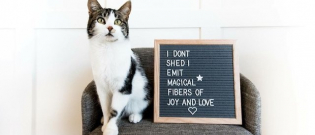 Illustration : "16 chats et chiens accompagnés d’amusants messages les concernant sur planches de lettres "