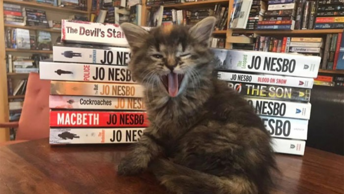 Illustration : "Dans cette librairie, vous pouvez jouer avec les chatons et même en adopter un"