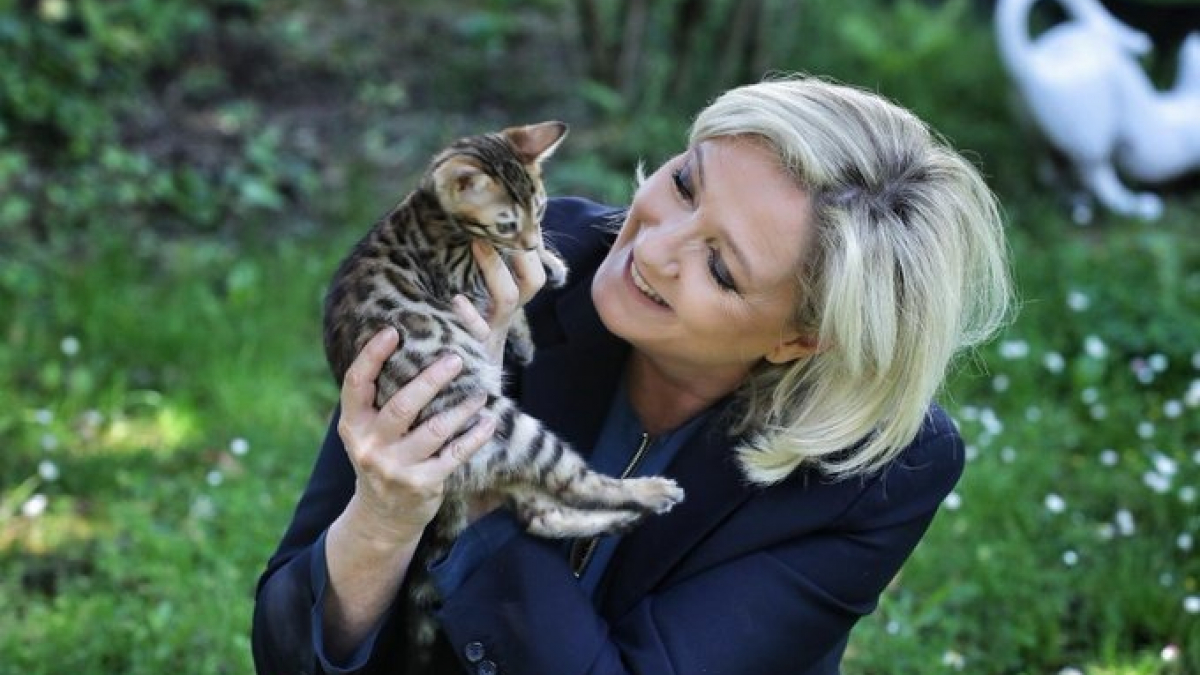 Illustration : "La vie secrète de Marine Le Pen sur son compte Instagram, celle consacrée à ses chats ! "