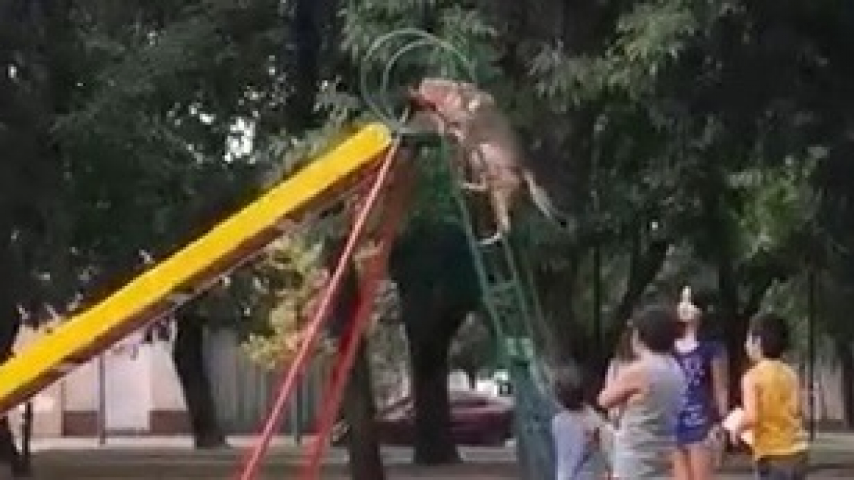 Illustration : "Ce chien aime tellement jouer sur le toboggan qu’il n’en laisse pas une miette aux enfants qui attendent leur tour"