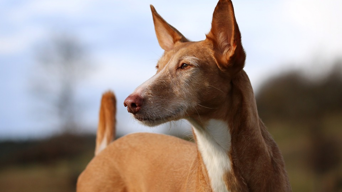 Illustration : "Une fédération d’associations lance une campagne de sensibilisation contre la maltraitance des chiens lévriers en Espagne"