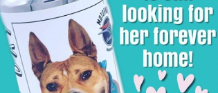 Illustration : "Elle retrouve son chien, disparu il y a trois ans, grâce à une publicité pour une bière"